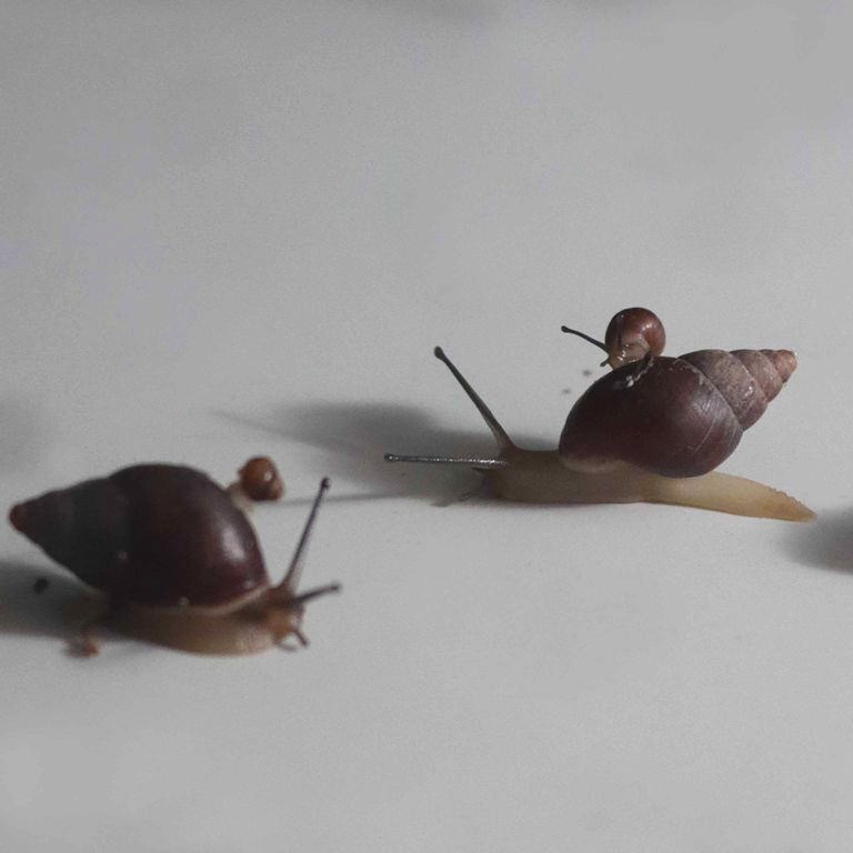 Enid Snail with baby