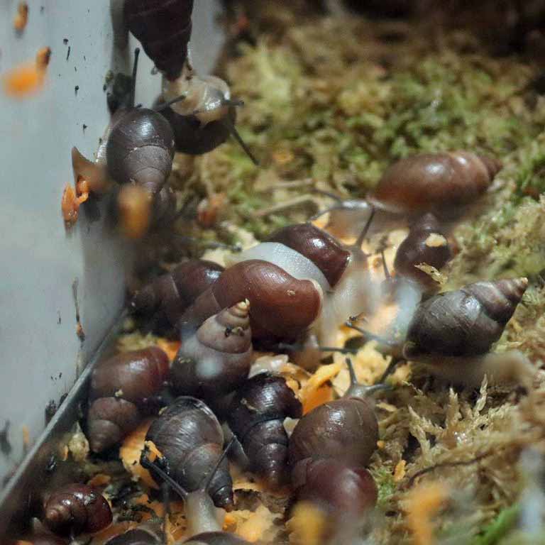 Fregate Island Enid Snail