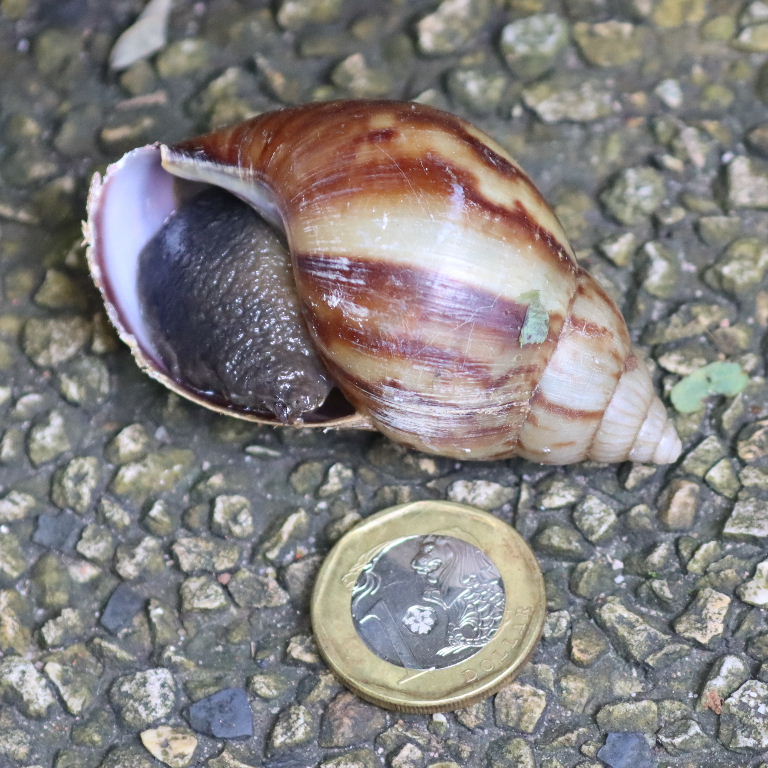 Giant African Land Snail in Singapore