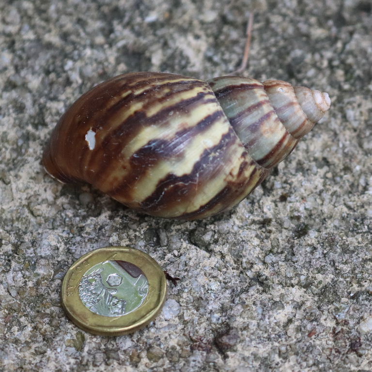 Giant African Land Snail tiger barring