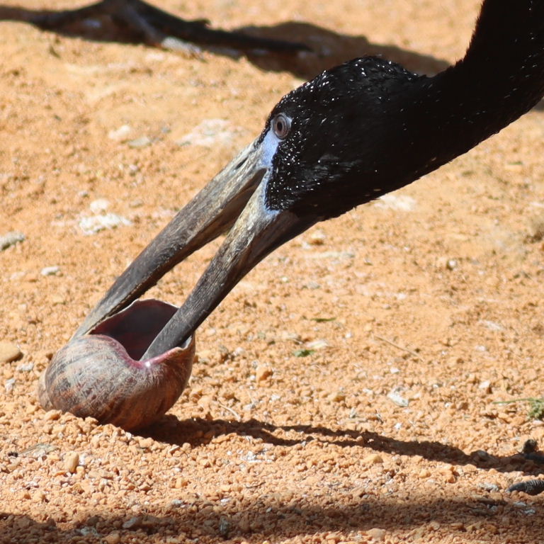 Openbill Stork with Giant African Land Snail