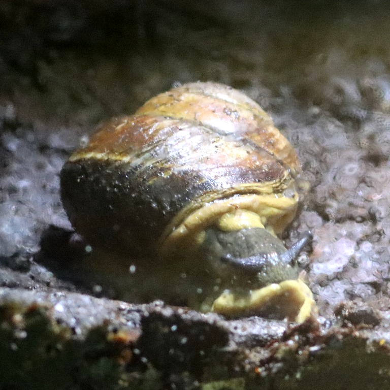 Giant Magnolia Snail