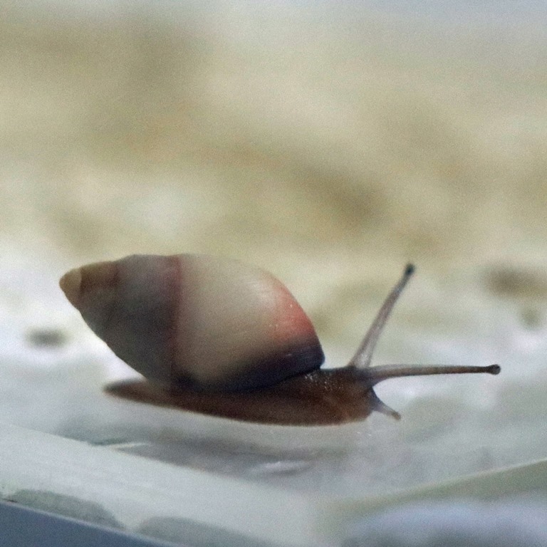 Partula rosea snail