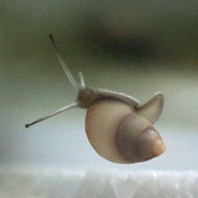 Partula rosea snail