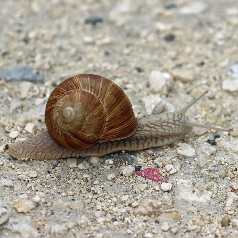 Roman or Burgundy Snail