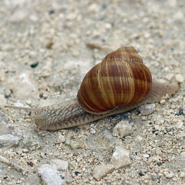 Roman or Burgundy Snail