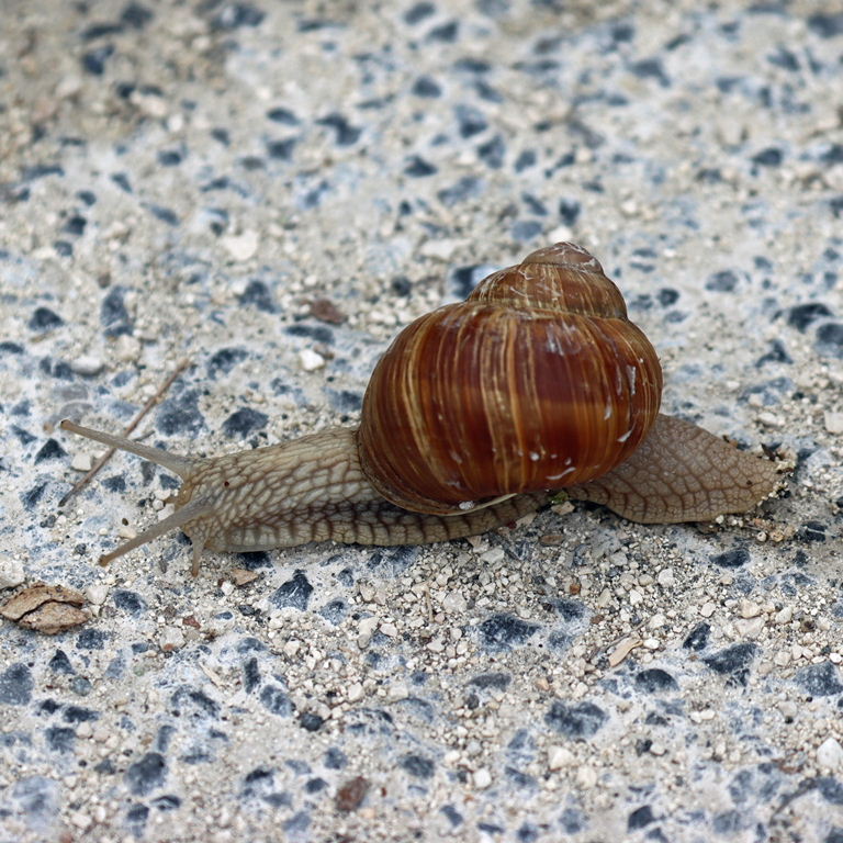 Roman or Burgundy Snail