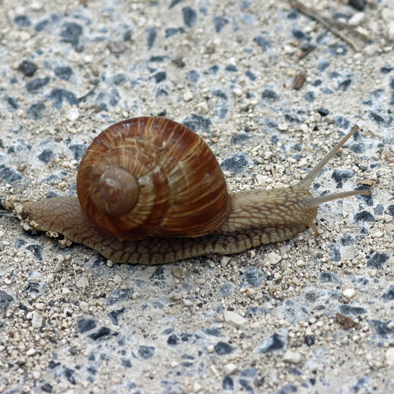 Roman or Burgundy Snail