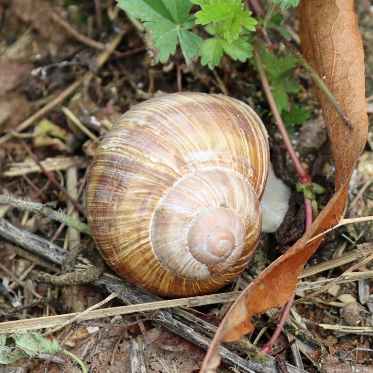 Roman or Burgundy Snail