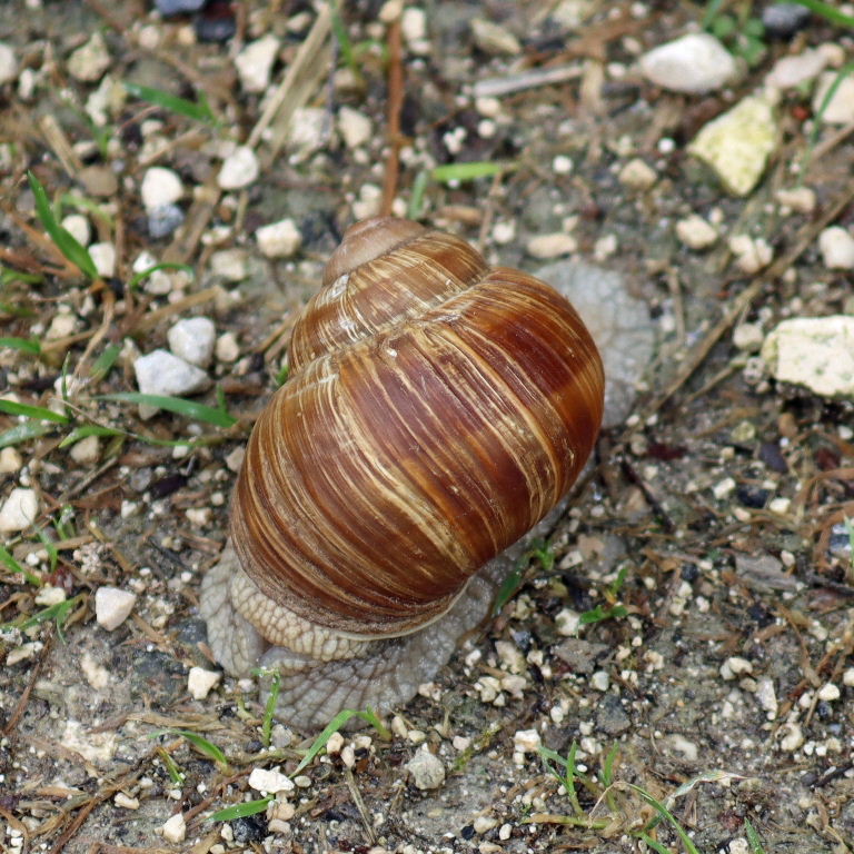Roman or Burgundy Snail