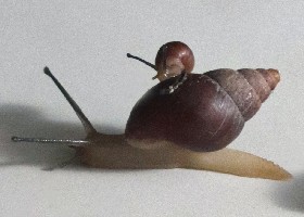 Enid Snail, Fregate Islands