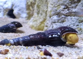 Pure Orange Rabbit freshwater snail