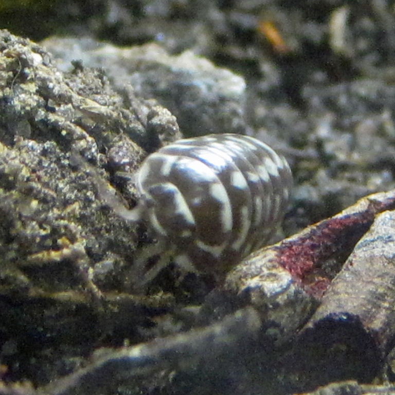 Clown Isopod