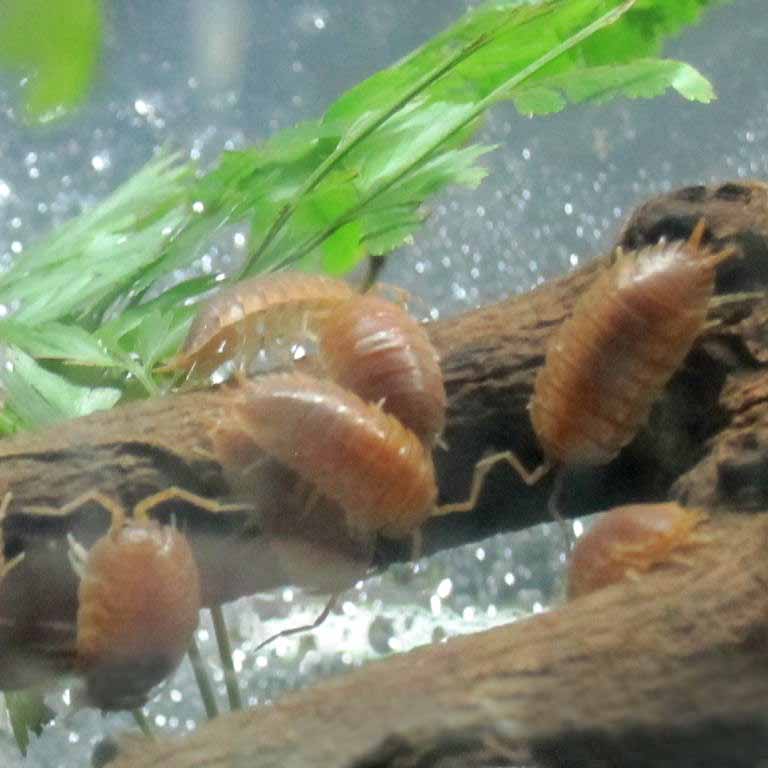Orange Isopod