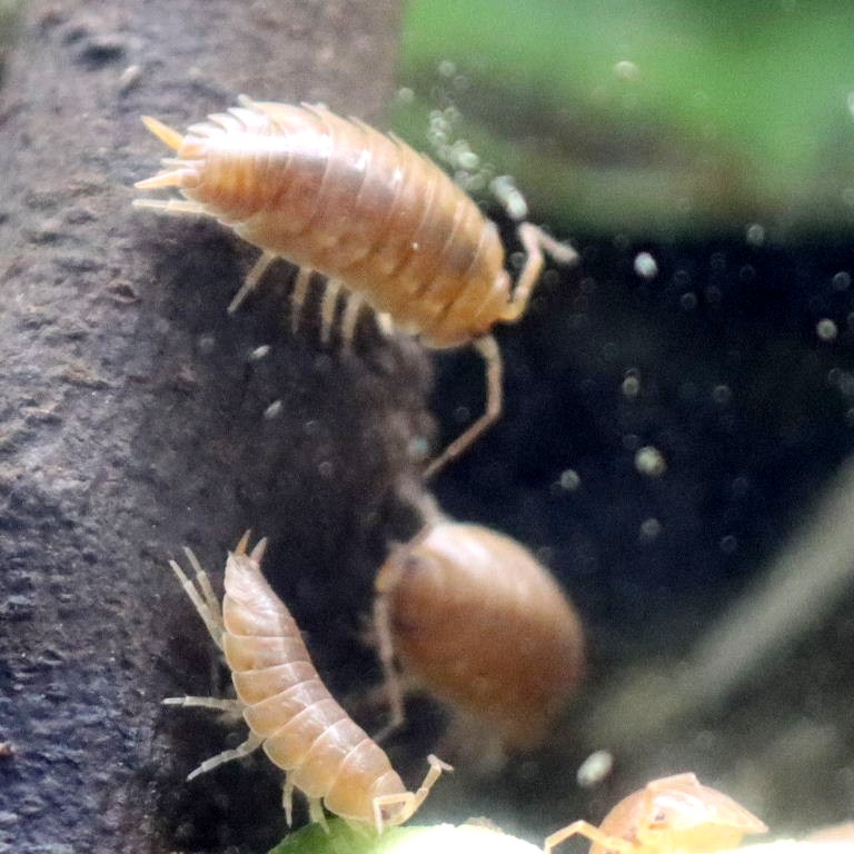 Orange Isopod