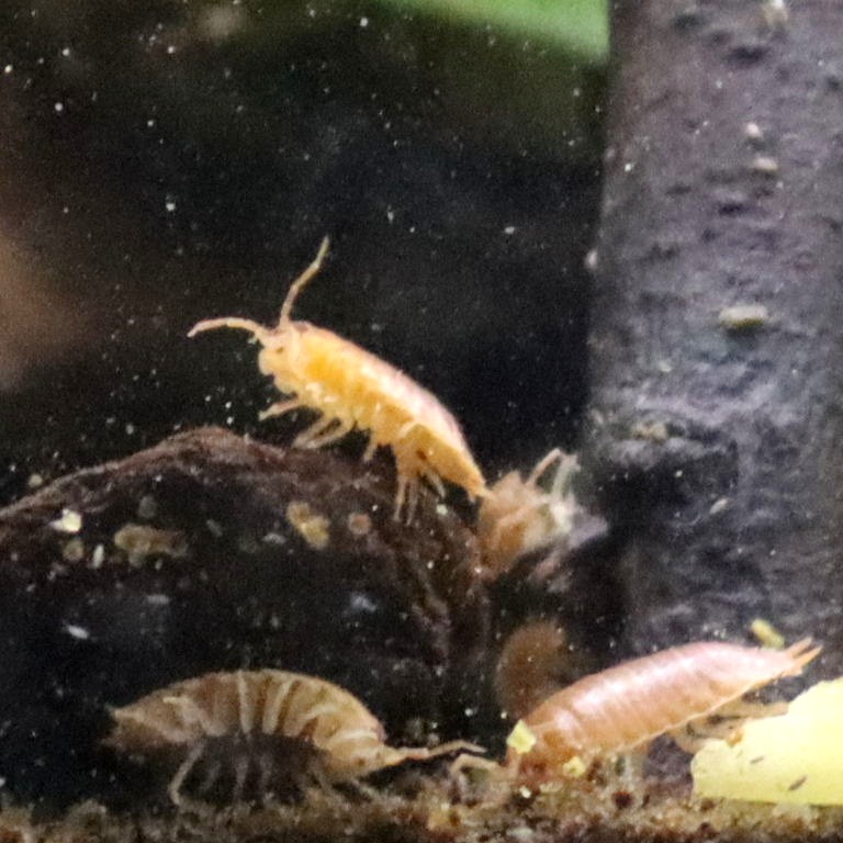 Orange Isopod
