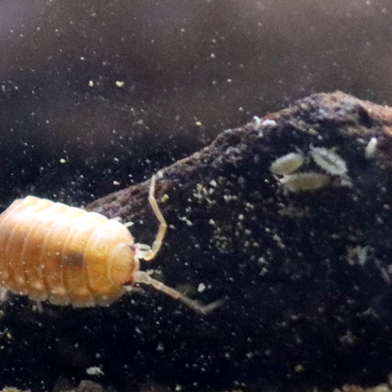 Orange Isopod