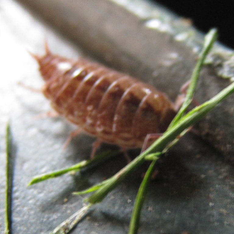 Rosy Woodlouse