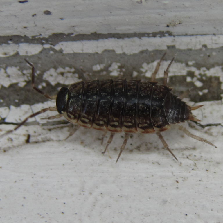 Common Striped Woodlouse