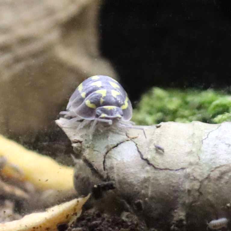Yellow-spotted Isopod