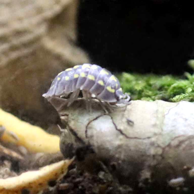 Yellow-spotted Isopod