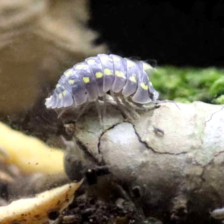 Yellow-spotted Isopod
