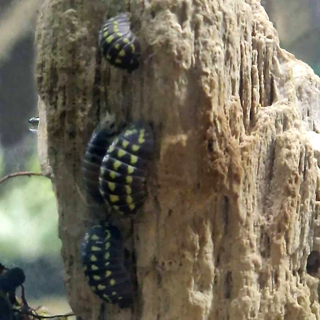 Yellow-spotted Isopod