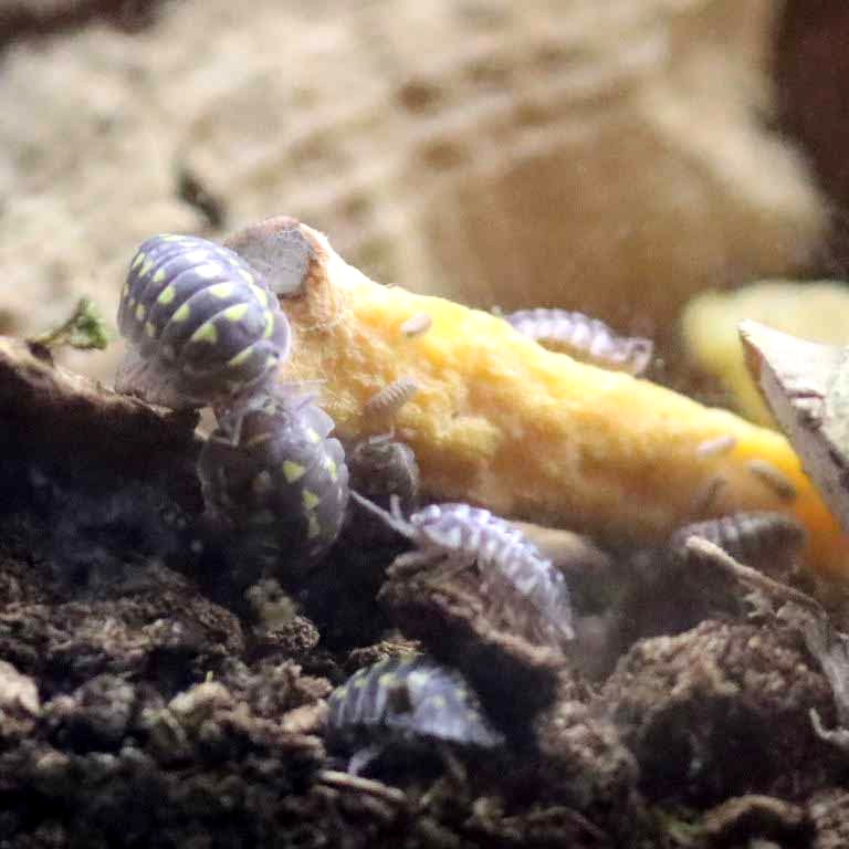 Yellow-spotted Isopod
