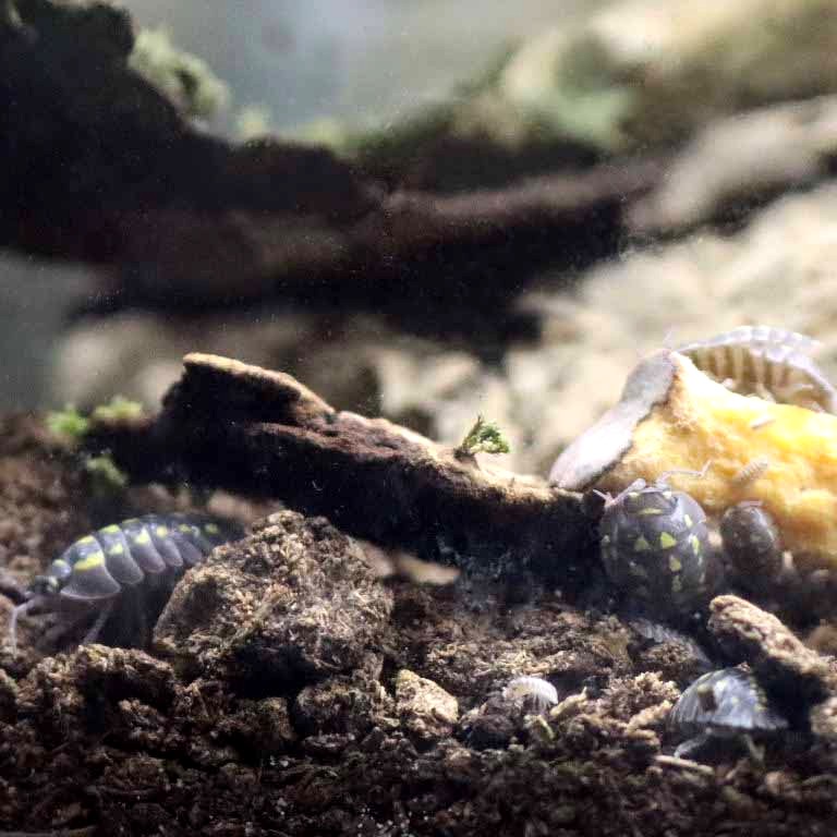 Yellow-spotted Isopod