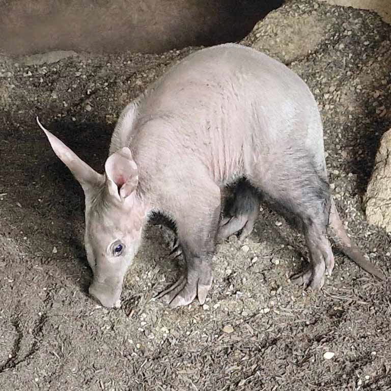 Aardvark