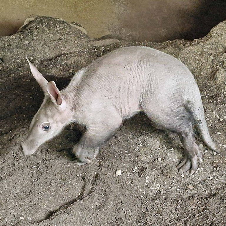 Aardvark