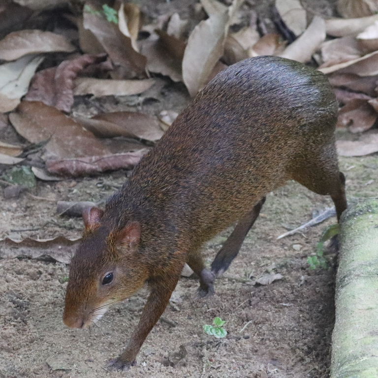 Azara's Agouti