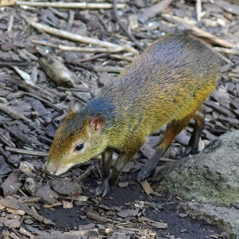 Black-rumped Agouti