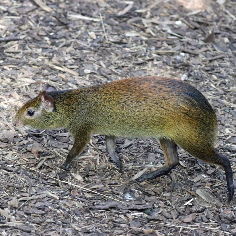 Black-rumped Agouti