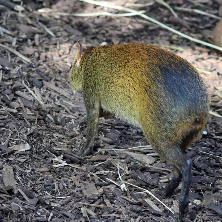 Black-rumped Agouti