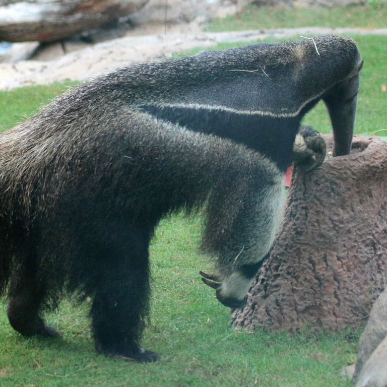Giant Anteater on termite mound