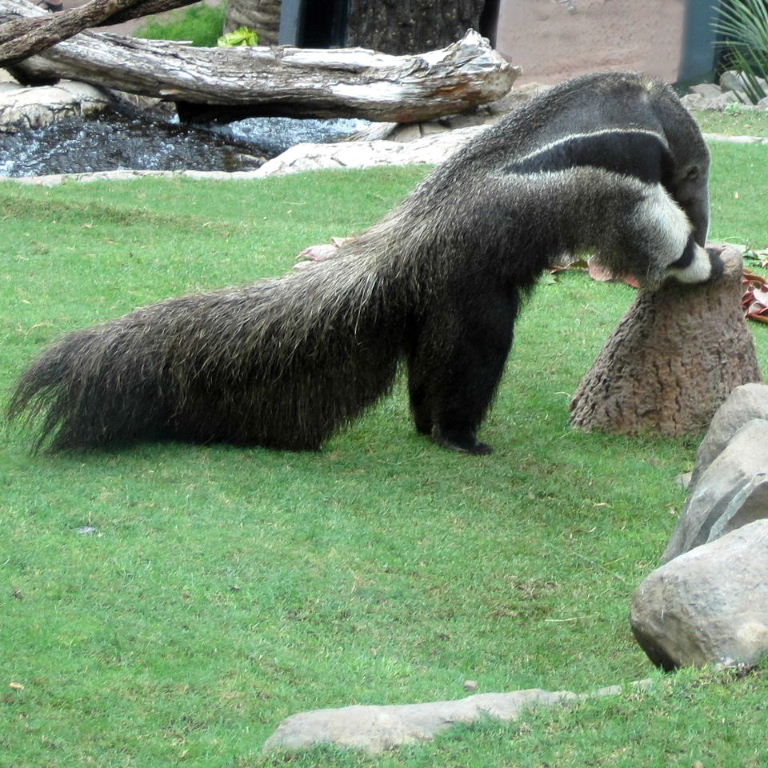 Giant Anteater on termite mound