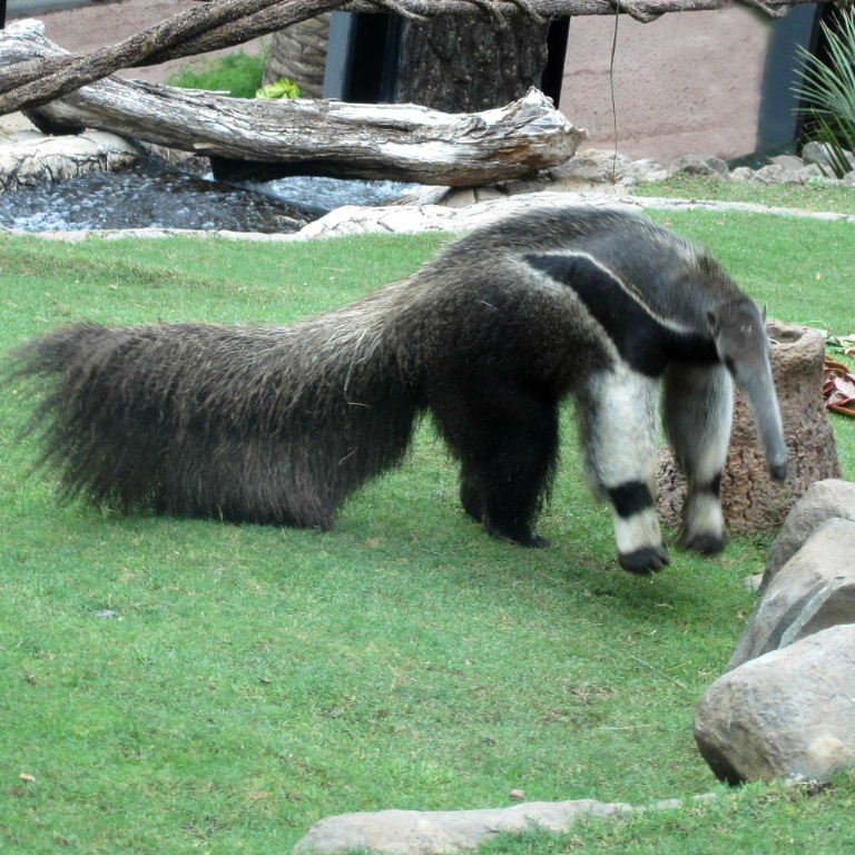 Giant Anteater jumping off termite mound