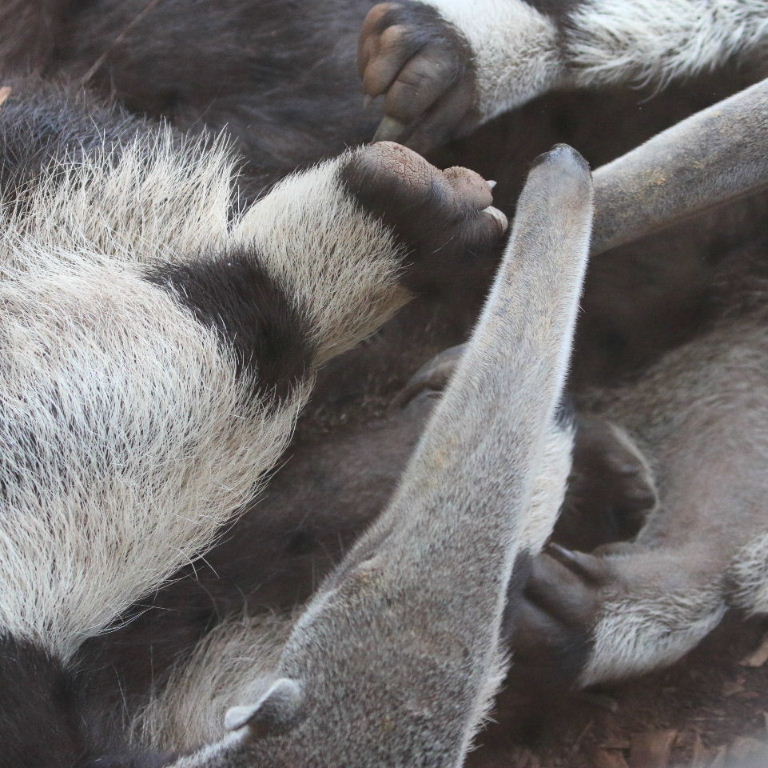Giant Anteaters jumble