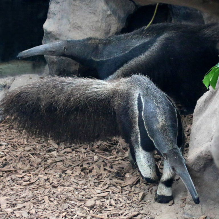 Giant Anteaters