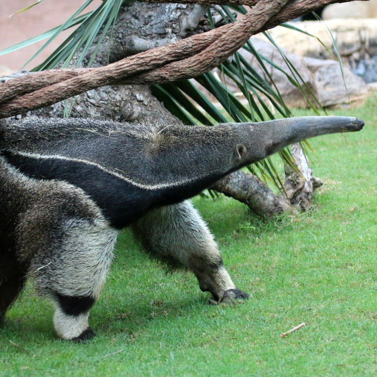 Giant Anteater