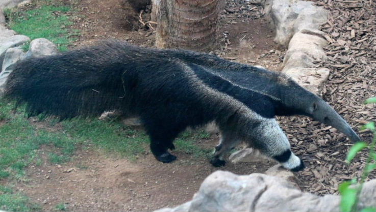Giant Anteater