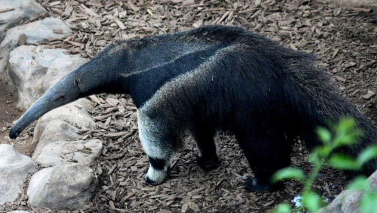 Giant Anteater