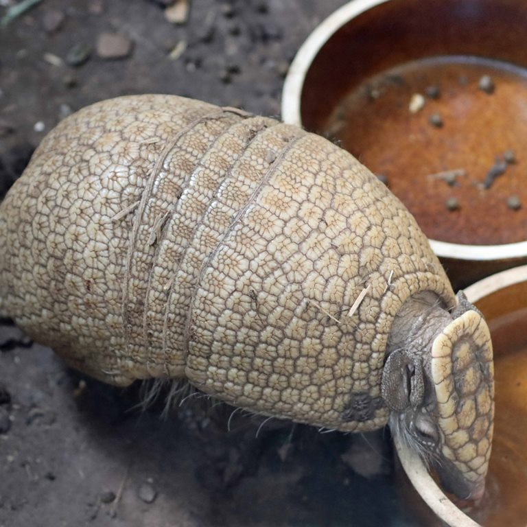 Three-banded Armadillo with flower-patterned shell