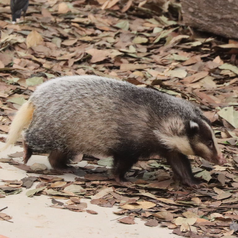 Greater Hog Badger
