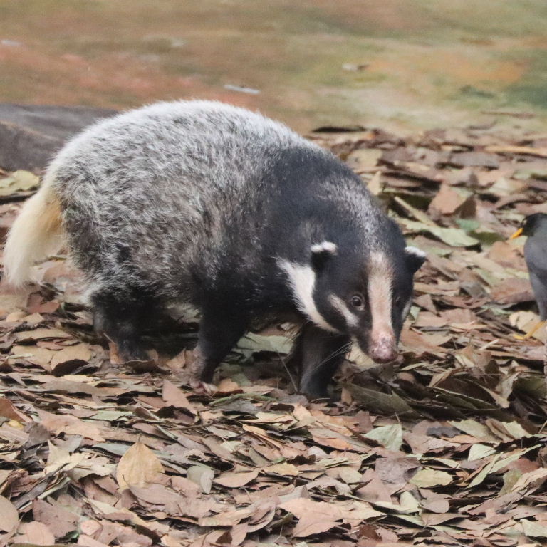 Greater Hog Badger