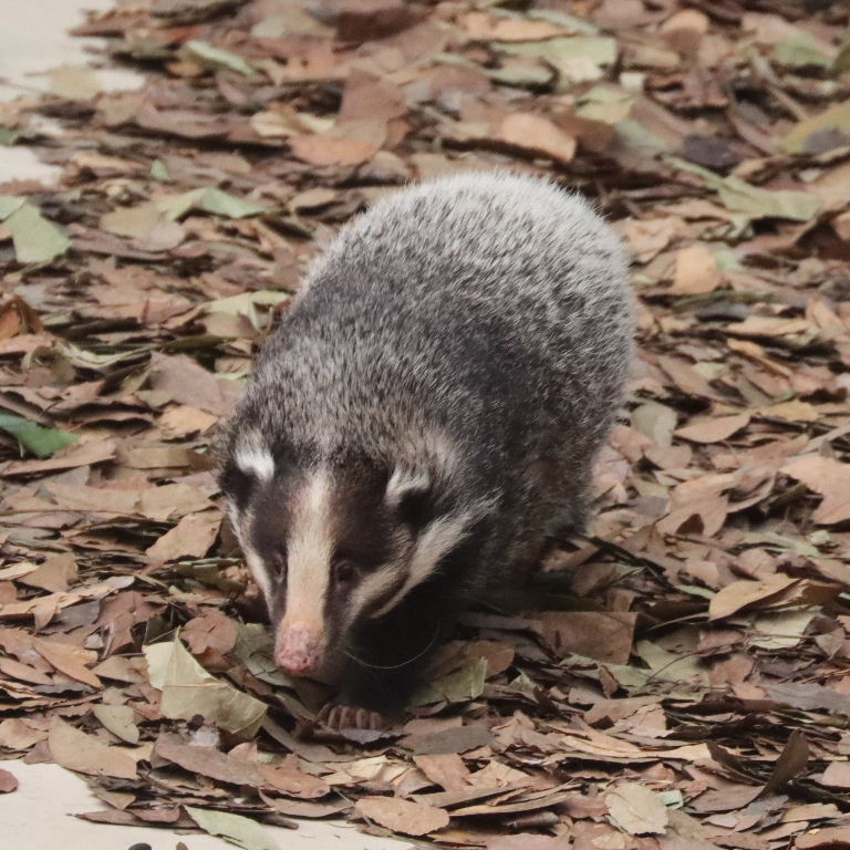 Greater Hog Badger