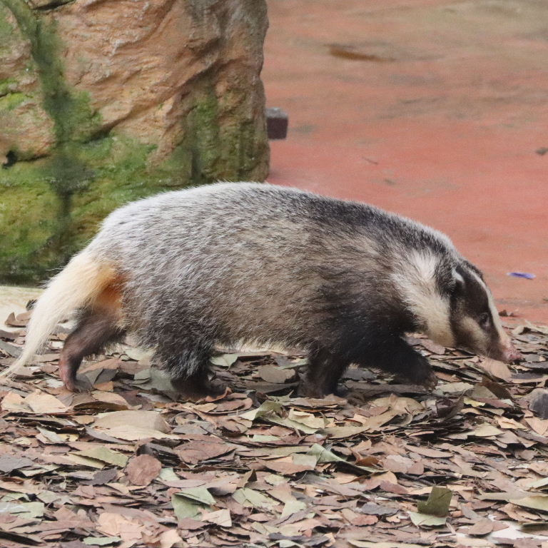 Greater Hog Badger