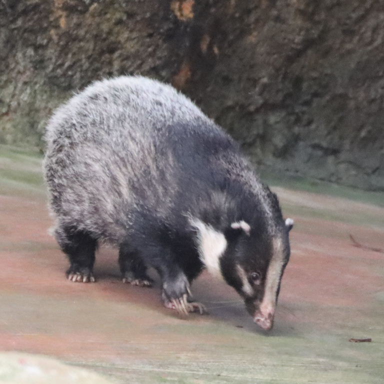 Greater Hog Badger
