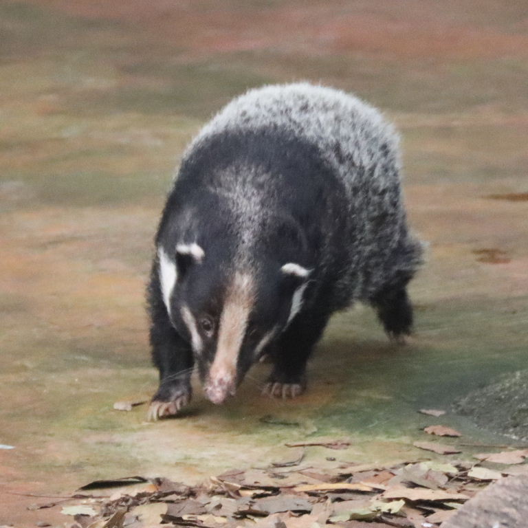 Greater Hog Badger